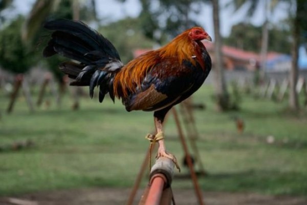  Galo usado em rinha ilegal na Índia mata o próprio dono