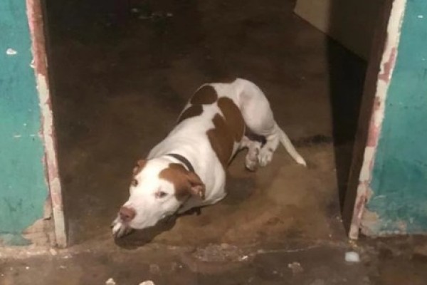  Bebê de um ano é resgatado após ter sido deixado sozinho em casa com pitbull, em Santa Inês